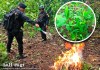 Alta Verapaz e Izabal concentran alto porcentaje de cultivos y destrucción de plantaciones de coca Plantaciones de coca han sido ubicadas y destruidas en cuatro departamentos del país.