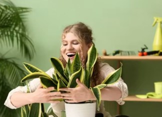 Por qué hablar a las plantas las hace crecer más sanas Foto La Hora: Pixel-Shot/Shutterstock