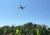 Dron utlizado para fumigar parcelas en La Libertad, Petén. Foto La Hora: EFE