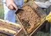La apicultura guatemalteca busca fortalecerse con una agenda enfocada en productividad, calidad y resiliencia climática.