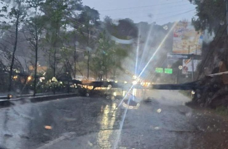 Fuerte lluvia derriba un árbol en la carretera de Santa Lucía Milpas Altas complicando el tránsito Árbol caído reportado en Santa Lucía Milpas Altas. Foto La Hora: FB/ StarNews Noticias