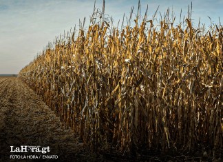 Expertos en clima advierten que Guatemala registra desde décadas pasadas un incremento constante de temperaturas altas lo que provocará sequías. Foto La Hora: Francisco Altán