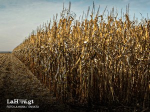 Efectos El Niño: Insivumeh alerta que temperaturas en septiembre y octubre aumentarán hasta 2 grados
