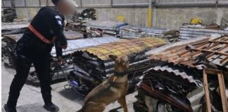 Para la inspección, las fuerzas de seguridad se apoyaron con un agente canino para ubicar la presunta droga procedente de Costa Rica. Foto La Hora: PNC