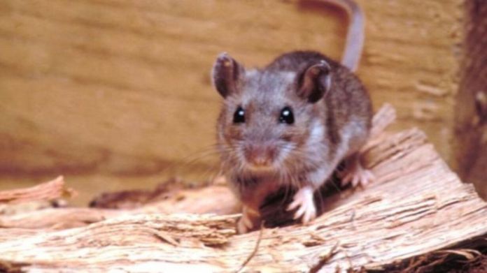 El ratón colilargo volvió al foco internacional tras los recientes casos asociados al virus Andes.