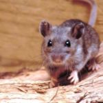 El ratón colilargo volvió al foco internacional tras los recientes casos asociados al virus Andes.