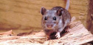 El ratón colilargo volvió al foco internacional tras los recientes casos asociados al virus Andes.