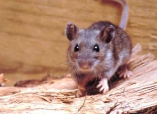 El ratón colilargo volvió al foco internacional tras los recientes casos asociados al virus Andes.