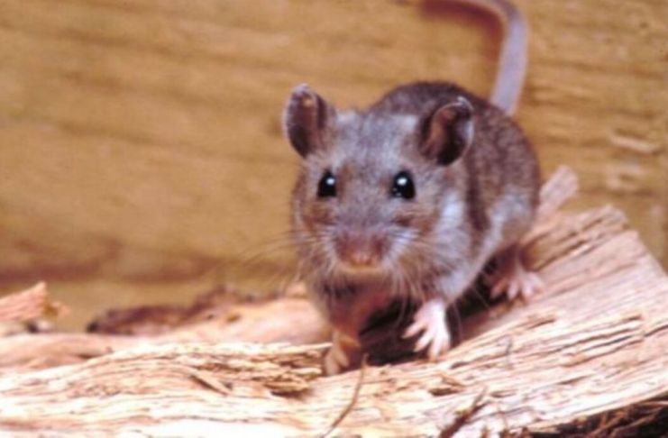 El ratón colilargo volvió al foco internacional tras los recientes casos asociados al virus Andes.