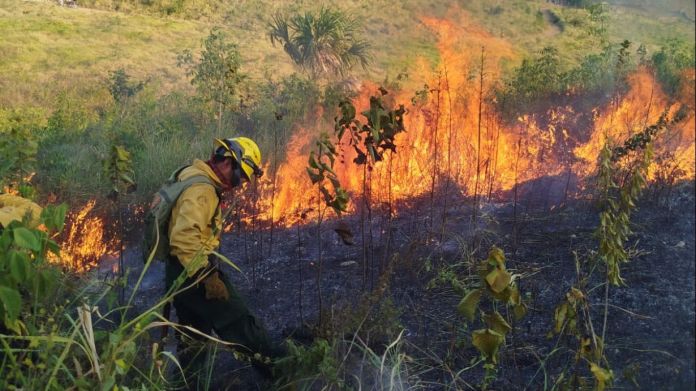 La Conred registra Un total de 1,667 siniestros hasta la fecha. De esta cifra, las autoridades reportan que 1,223 corresponden estrictamente a incendios forestales. Foto La Hora: Conred