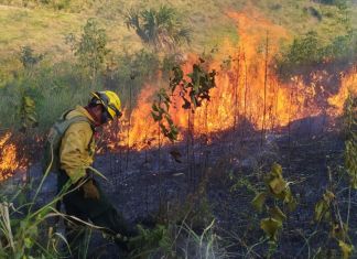 La Conred registra Un total de 1,667 siniestros hasta la fecha. De esta cifra, las autoridades reportan que 1,223 corresponden estrictamente a incendios forestales. Foto La Hora: Conred