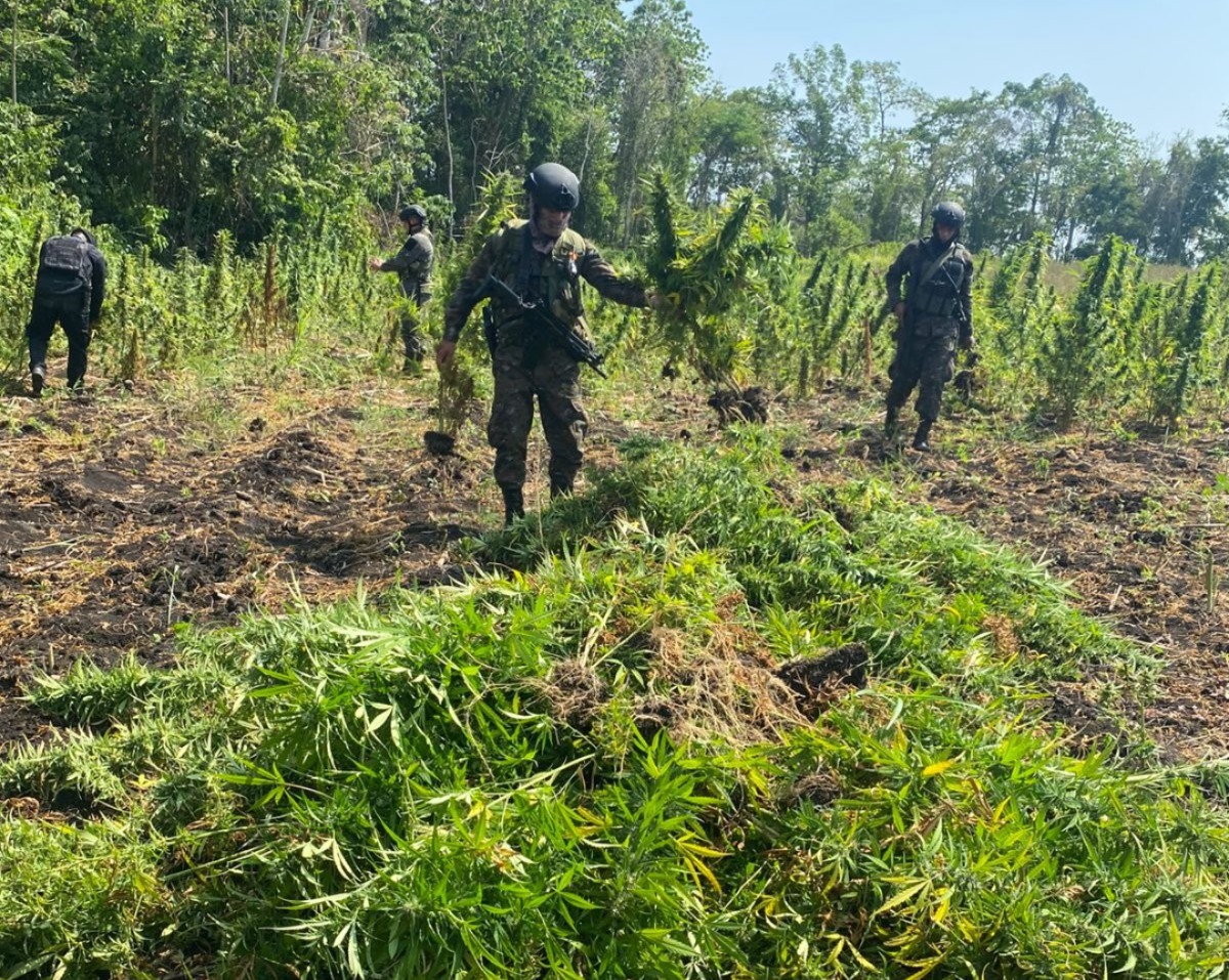 Así fue la destrucción de plantas de marihuana en Las Cruces, Petén.