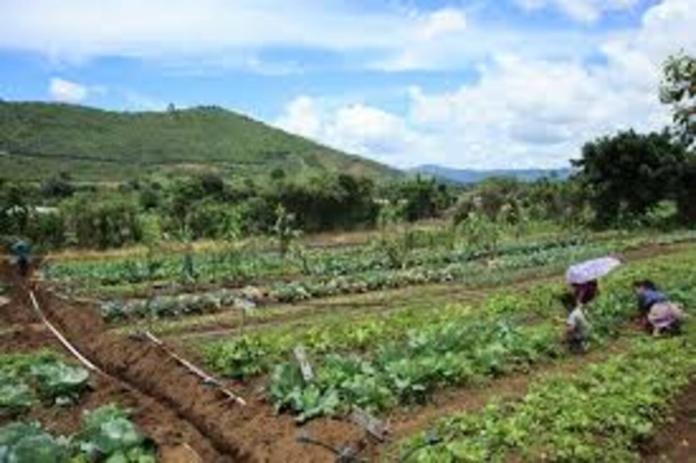 El MAGA oficializó la Política Sectorial Agropecuaria 2026-2032.