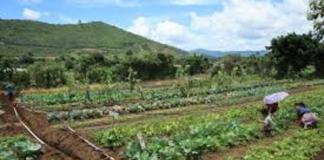 El MAGA oficializó la Política Sectorial Agropecuaria 2026-2032.