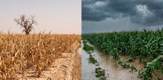 Las proyecciones del Insivumeh incluyen una canícula prolongada, entre julio y agosto, seguida por lluvias intensas en el último trimestre del año.