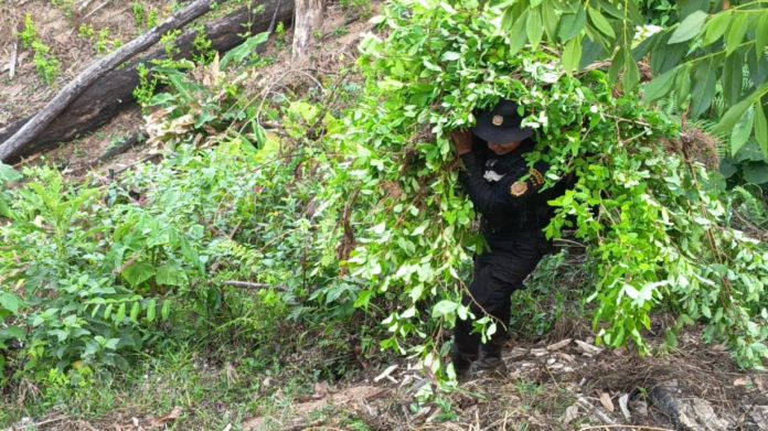 Agentes antinarcóticos de la PNC, del Ejército y personal del MP participó en la destrucción de las plantaciones de coca. Foto La Hora: PNC