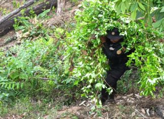 Agentes antinarcóticos de la PNC, del Ejército y personal del MP participó en la destrucción de las plantaciones de coca. Foto La Hora: PNC