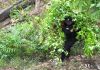 Agentes antinarcóticos de la PNC, del Ejército y personal del MP participó en la destrucción de las plantaciones de coca. Foto La Hora: PNC