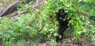 Destruyen 1.6 millones de arbustos de cocaína valorados en más de Q40 millones en Alta Verapaz Agentes antinarcóticos de la PNC, del Ejército y personal del MP participó en la destrucción de las plantaciones de coca. Foto La Hora: PNC