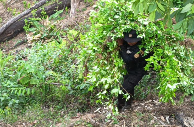 Destruyen 1.6 millones de arbustos de cocaína valorados en más de Q40 millones en Alta Verapaz Agentes antinarcóticos de la PNC, del Ejército y personal del MP participó en la destrucción de las plantaciones de coca. Foto La Hora: PNC