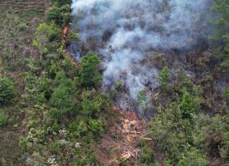 Un total de 23 incendios se encuentran activos este domingo y la mayoría afecta áreas protegidas en Petén, según reportes oficiales.