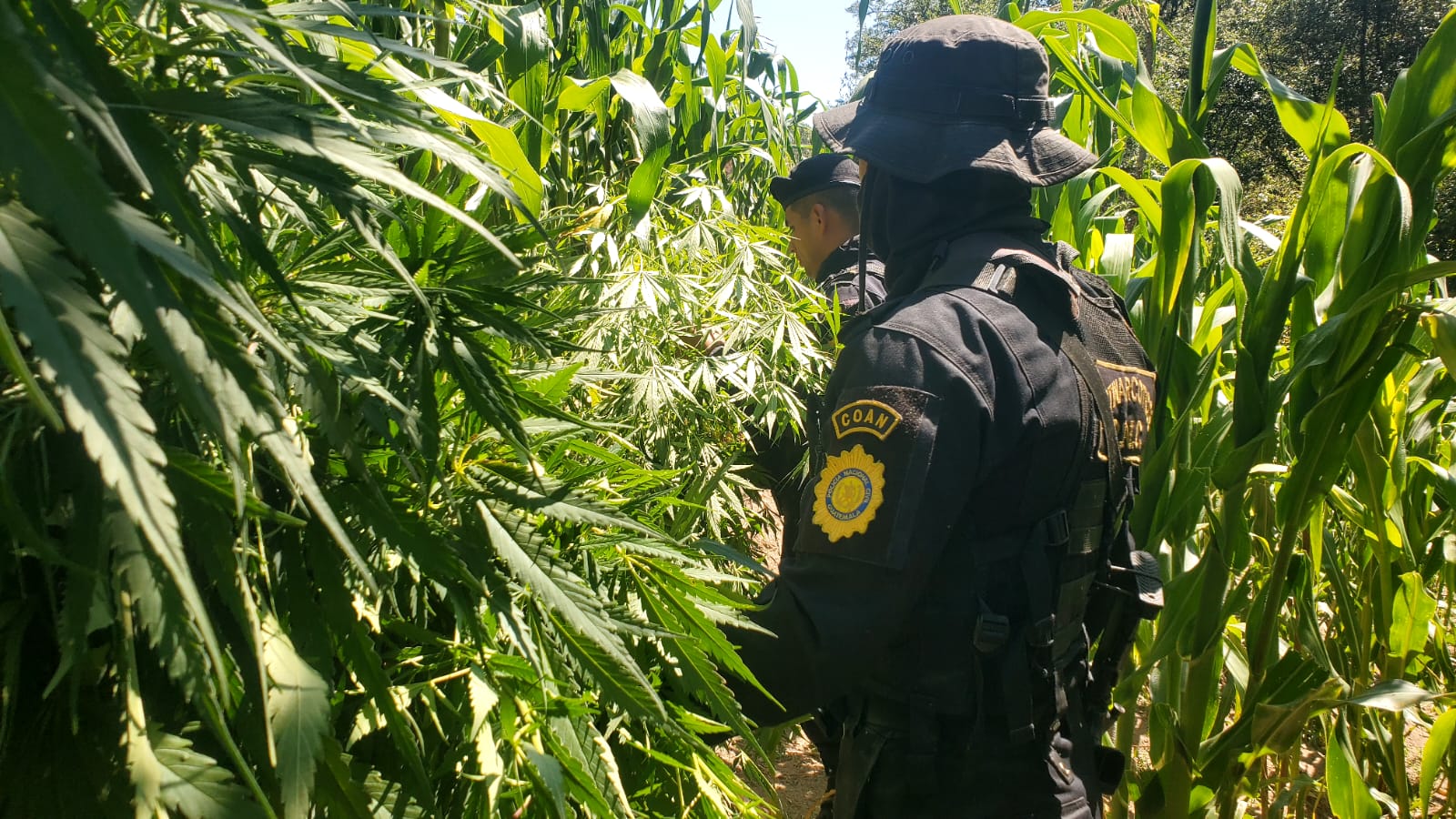 En medio de plantaciones de maíz, se localizaron los sembradíos de marihuana. 