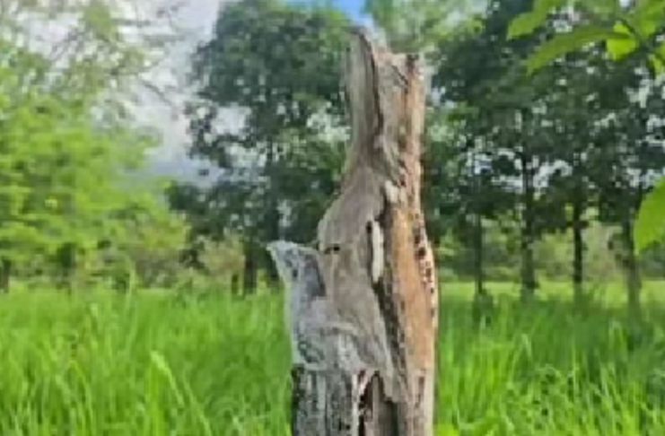 La curiosa ave fue vista posada sobre un tronco por el guardarrecursos del Conap, Eliseo Cruz, en el Parque Nacional Río Dulce.