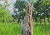 La curiosa ave fue vista posada sobre un tronco por el guardarrecursos del Conap, Eliseo Cruz, en el Parque Nacional Río Dulce.