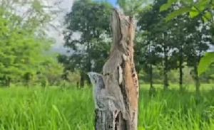Camuflado sobre un tronco, así fue visto el "pájaro estaca" junto a su cría en una reserva natural