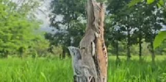 Camuflado sobre un tronco, así fue visto el «pájaro estaca» junto a su cría en una reserva natural La curiosa ave fue vista posada sobre un tronco por el guardarrecursos del Conap, Eliseo Cruz, en el Parque Nacional Río Dulce.
