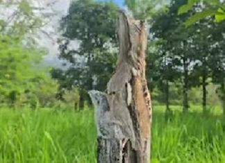 Camuflado sobre un tronco, así fue visto el «pájaro estaca» junto a su cría en una reserva natural La curiosa ave fue vista posada sobre un tronco por el guardarrecursos del Conap, Eliseo Cruz, en el Parque Nacional Río Dulce.