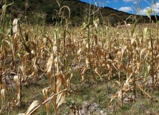 Las autoridades confirmaron que el Fenómeno del Niño provocará menos lluvias que las habituales y una canícula prolongada, que podría afectar los cultivos. Foto: La Hora/Archivo.
