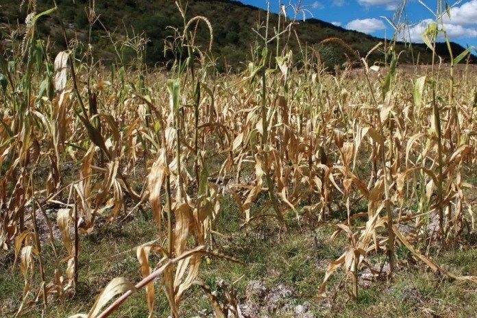 Cambio climático afecta a tres millones de guatemaltecos y 123 municipios en «muy alta vulnerabilidad» Las autoridades confirmaron que el Fenómeno del Niño provocará menos lluvias que las habituales y una canícula prolongada, que podría afectar los cultivos. Foto: La Hora/Archivo.
