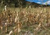 Las autoridades confirmaron que el Fenómeno del Niño provocará menos lluvias que las habituales y una canícula prolongada, que podría afectar los cultivos. Foto: La Hora/Archivo.