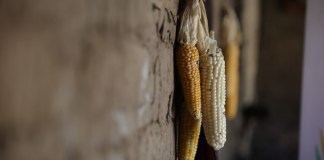 Las autoridades del Ministerio de Agricultura confirmaron afectaciones en la producción agrícola, debido a la sequía.