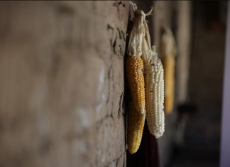 Las autoridades del Ministerio de Agricultura confirmaron afectaciones en la producción agrícola, debido a la sequía.