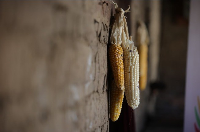 Las autoridades del Ministerio de Agricultura confirmaron afectaciones en la producción agrícola, debido a la sequía.