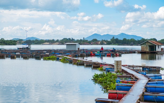 El sector acuícola y de pesca se enfrenta a diversos retos, principalmente por trámites, trazabilidad y tecnología. Foto La Hora: SUKJAI PHOTO/Shutterstock