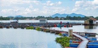 El sector acuícola y de pesca se enfrenta a diversos retos, principalmente por trámites, trazabilidad y tecnología. Foto La Hora: SUKJAI PHOTO/Shutterstock