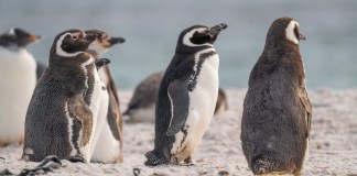 Pingüinos de Magallanes en la playa en la bahía de Yorke Islas Malvinas, cerca de la Antártida. Adorable linda colonia de pingüinos de vida silvestre