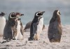 Pingüinos de Magallanes en la playa en la bahía de Yorke Islas Malvinas, cerca de la Antártida. Adorable linda colonia de pingüinos de vida silvestre