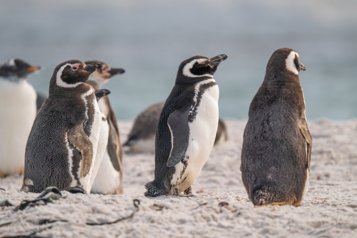 Close,Up,Magellanic,Penguins,On,The,Beach,In,Yorke,Bay Pingüinos de Magallanes en la playa en la bahía de Yorke Islas Malvinas, cerca de la Antártida. Adorable linda colonia de pingüinos de vida silvestre