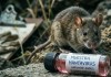 El hantavirus podría ser capaz de transmitirse entre humanos. / Foto: Gemini / Imagen Radio.