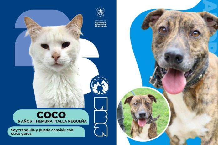 Álbum de huellitas de mascotas que buscan ser adoptadas. Foto La Hora: MAGA