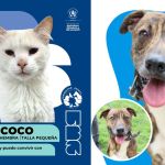 Álbum de huellitas de mascotas que buscan ser adoptadas. Foto La Hora: MAGA