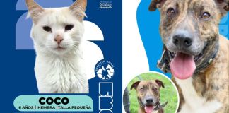 Álbum de huellitas de mascotas que buscan ser adoptadas. Foto La Hora: MAGA