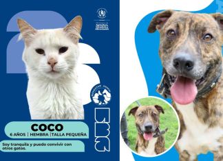 Álbum de huellitas de mascotas que buscan ser adoptadas. Foto La Hora: MAGA