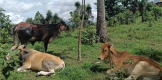 Archivo de canícula en sectores agropecuarios del país. Foto La Hora: MAGA