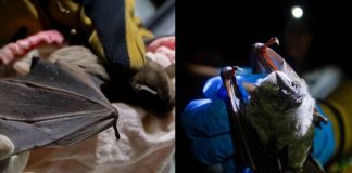 Noche Murcielaguera: fecha, horario y todo lo que debes saber sobre esta experiencia nocturna. Foto La Hora: MuniGuate.