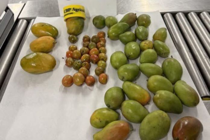 Detectan mangos y jocotes no declarados en equipaje procedente de Guatemala . Foto La Hora: Embajada de EE.UU.